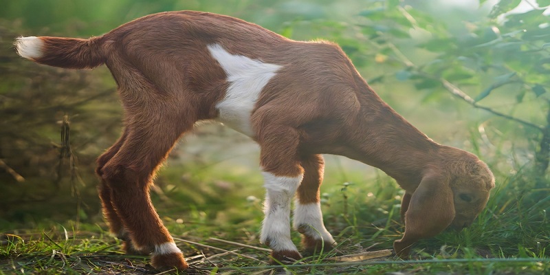 Raising Goats