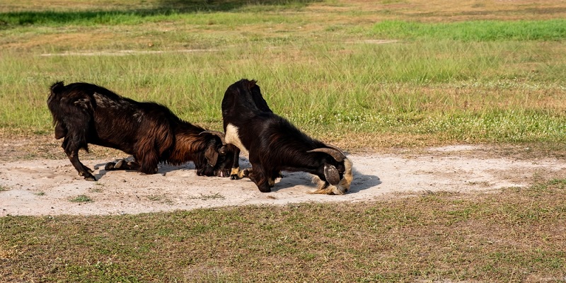 Using Salt Grass for Raising Goats